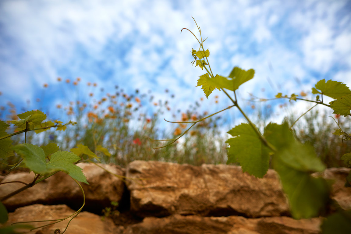Biodynamy respects vine and its environment 