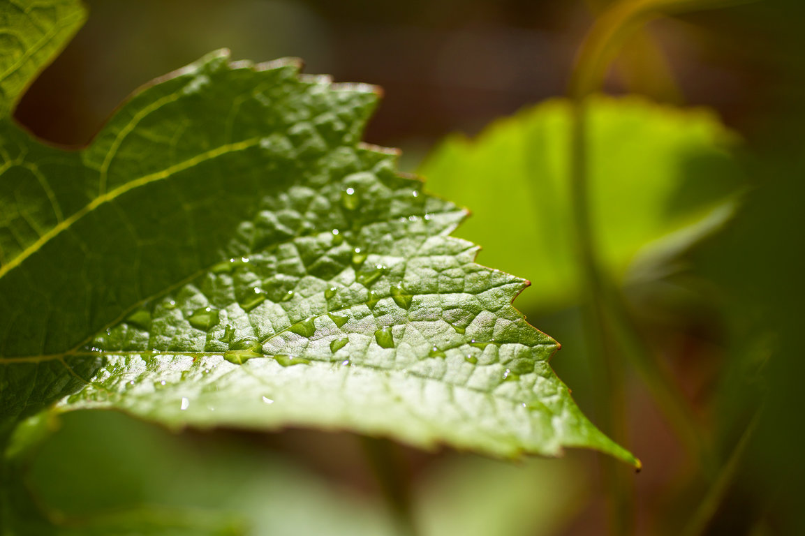 Morning dew on a vine leaf - Domaine Michel Magnien