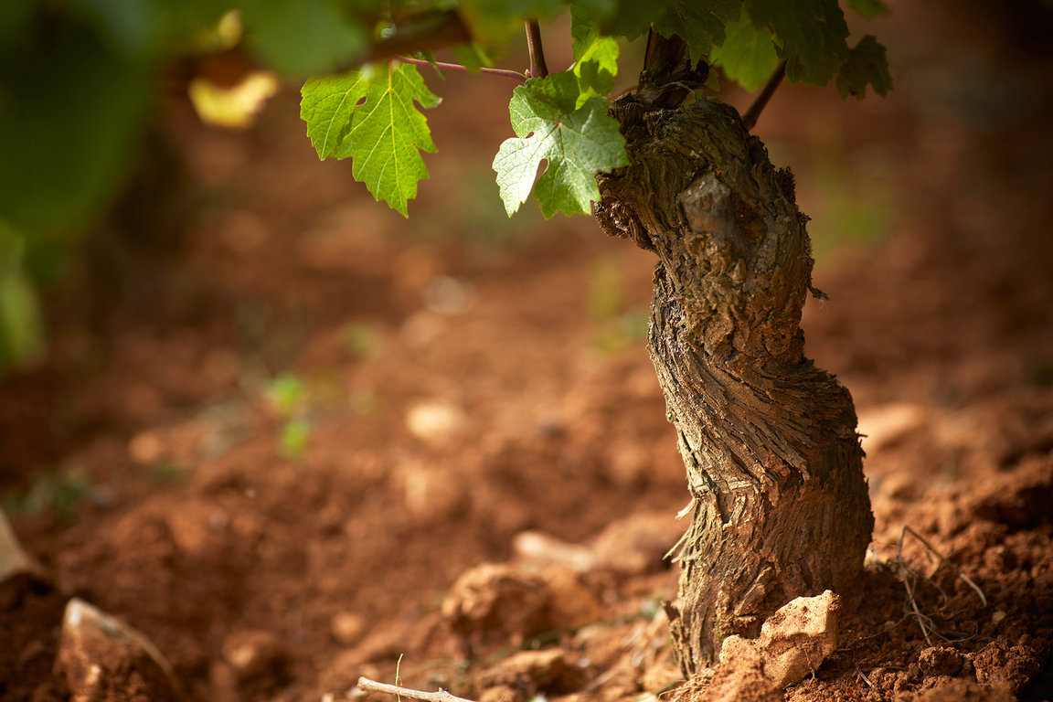 Vine grows - Domaine Michel Magnien