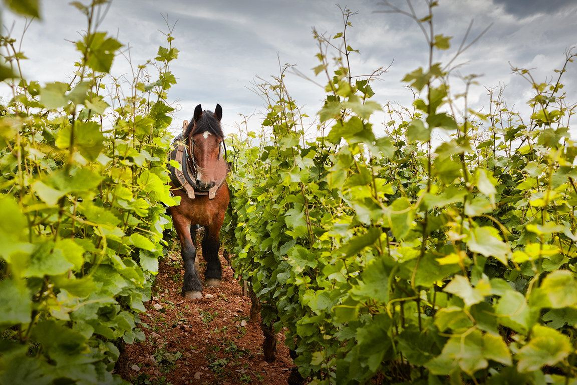 Plowing plots with horse at Domaine Michel Magnien