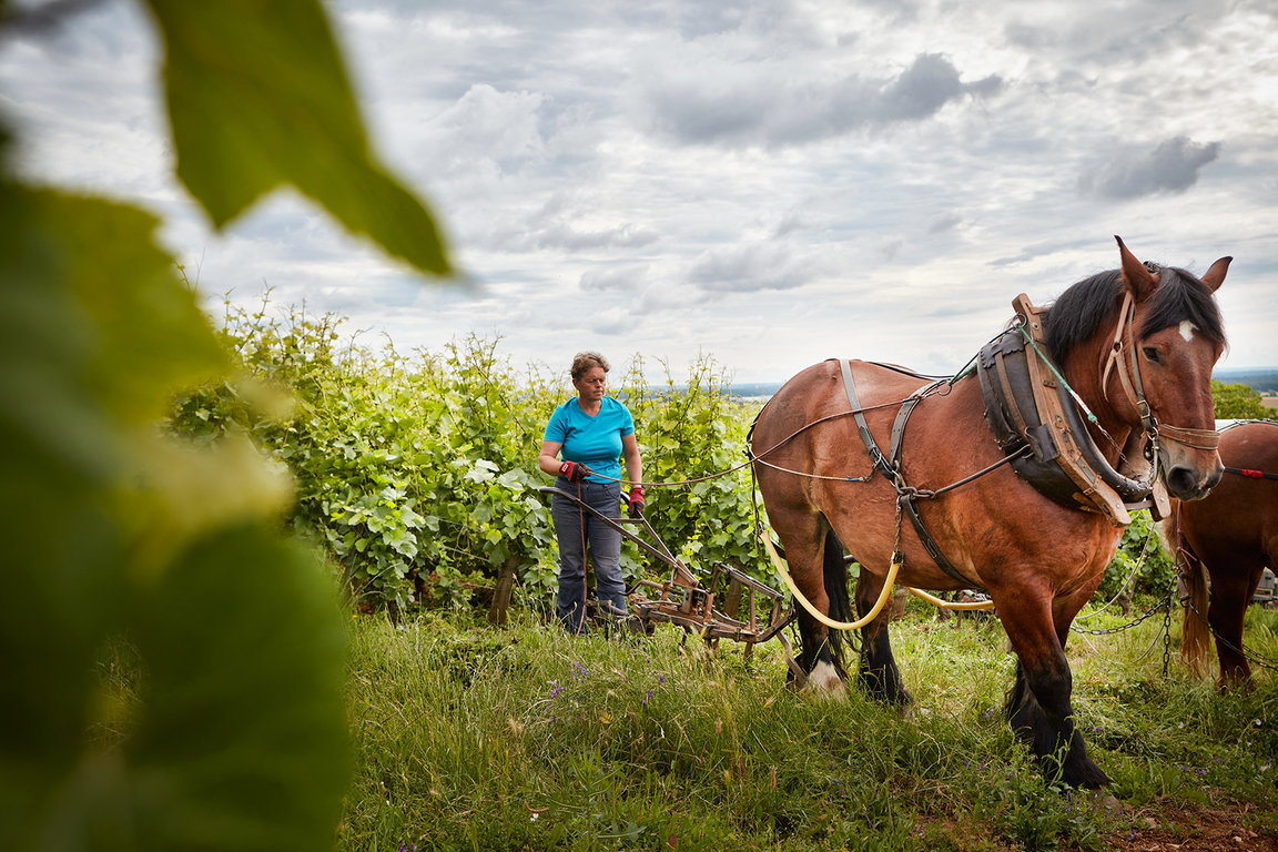 Plowing with horse in Domaine Michel Magnien's vines