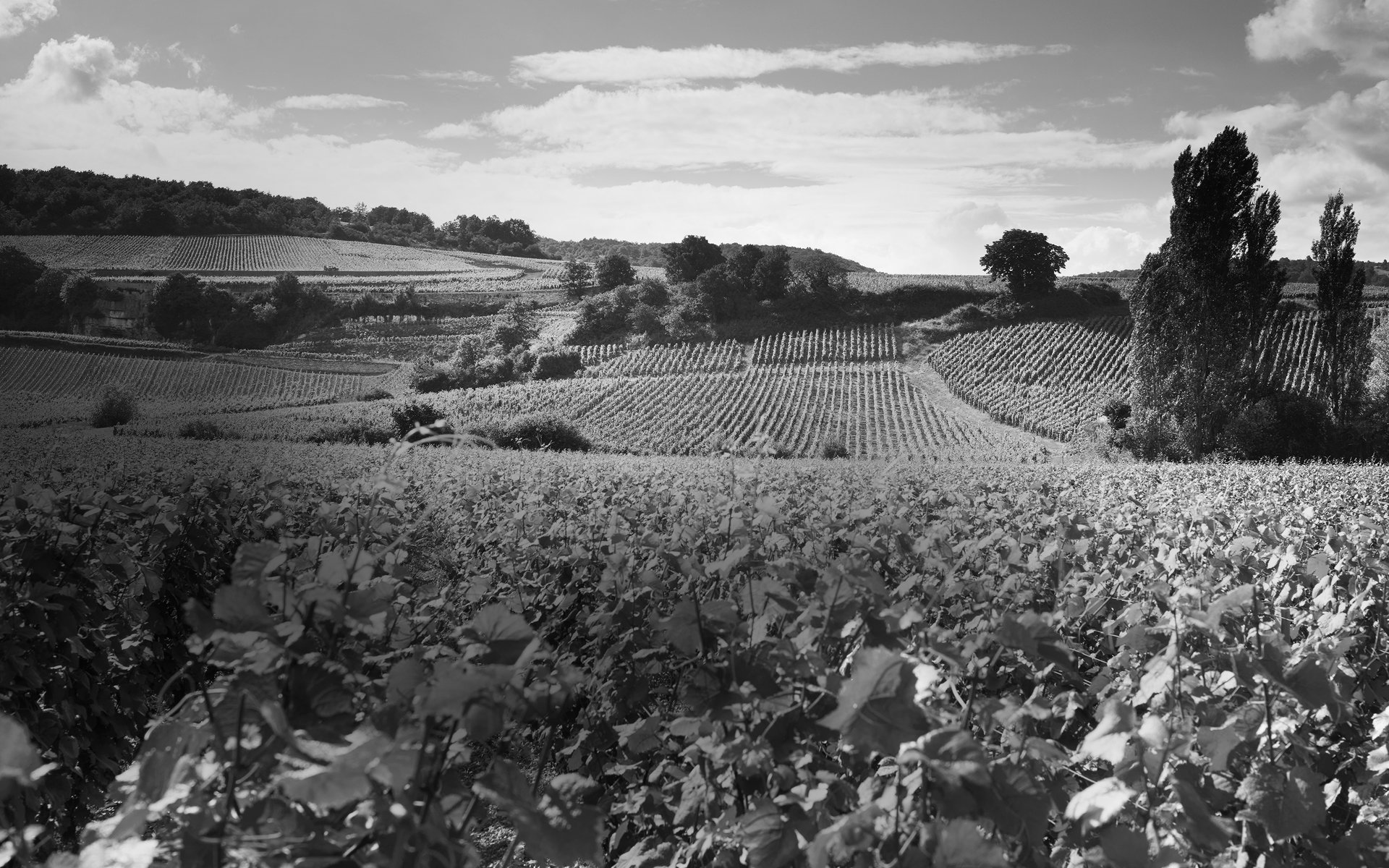 Maison Fréderic Magnien, Great Wines of Burgundy